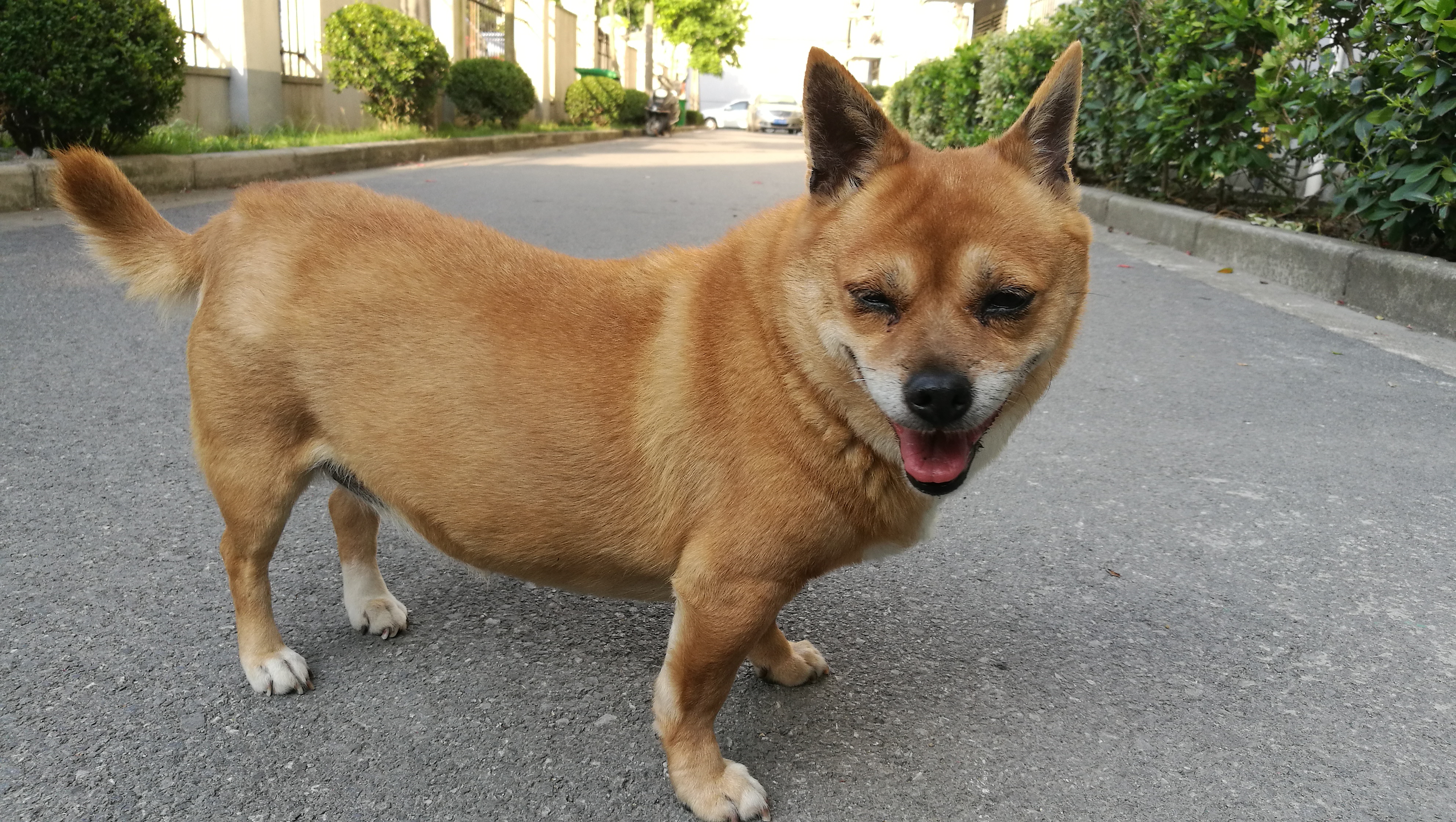 家里草狗已经十岁了,明显动作迟缓了-宽带山kds-宽