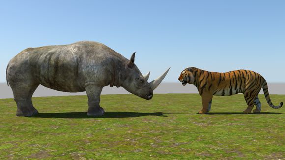 西伯利亚虎vs非洲白犀牛,胜负如何