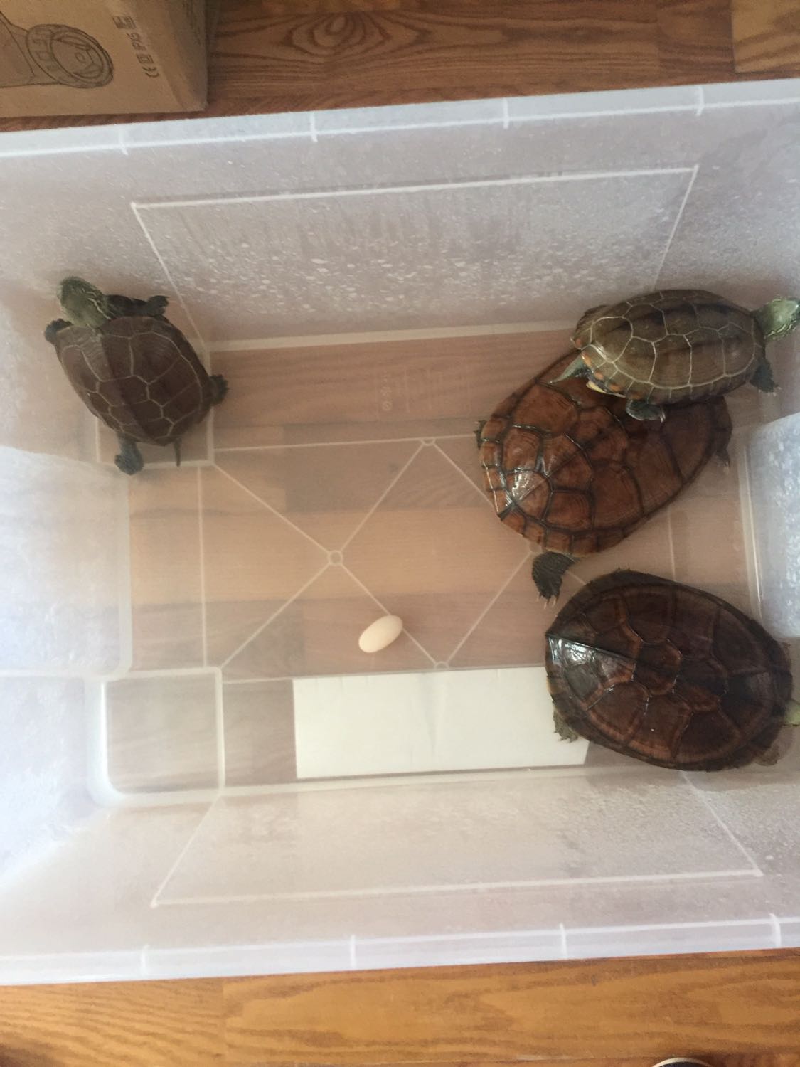 乌句王八蛋孵化记录贴,有喜欢的伐