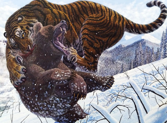 东北虎猎杀棕熊,非洲狮