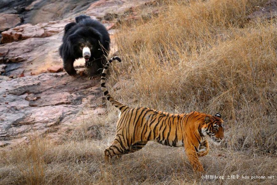 东北虎猎杀棕熊,非洲狮