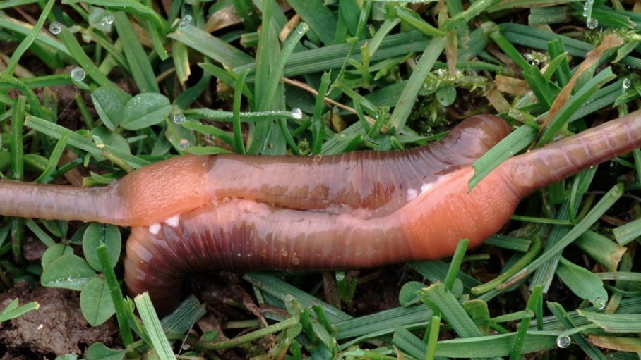 蚯蚓,蚯蚓,蚯蚓,你滴身子为什么那么长