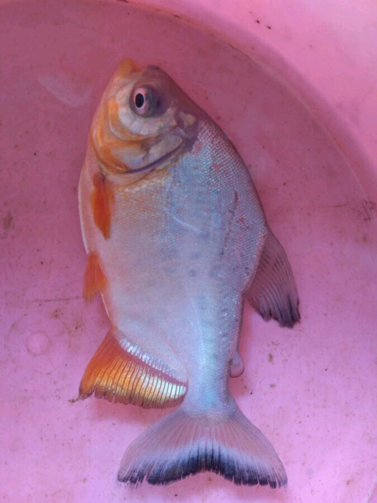 红腹锦鲳 也是南美的凶猛鱼类 目前华南不少