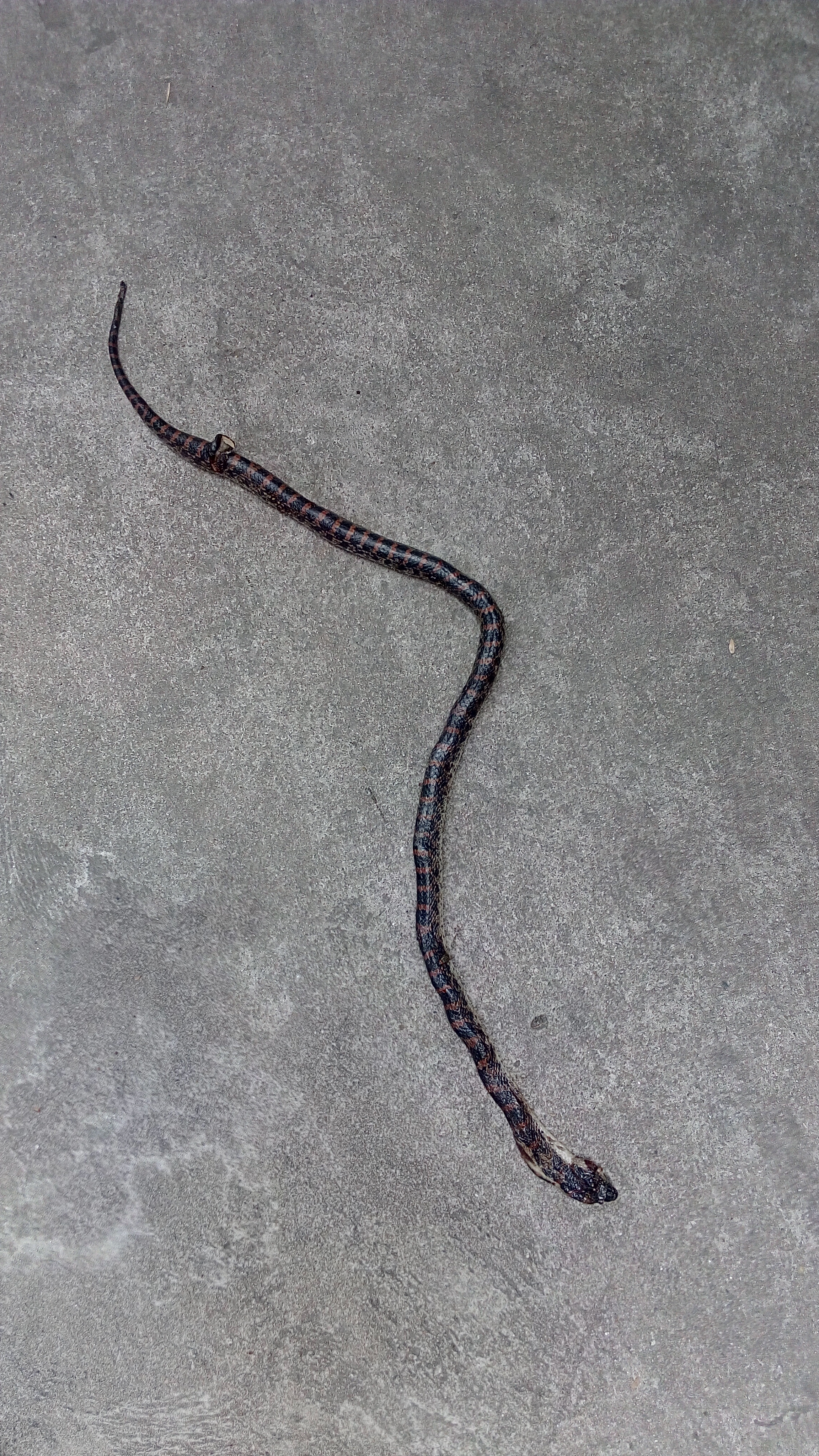 小区内发现一条蛇,大神看看是什么品种?