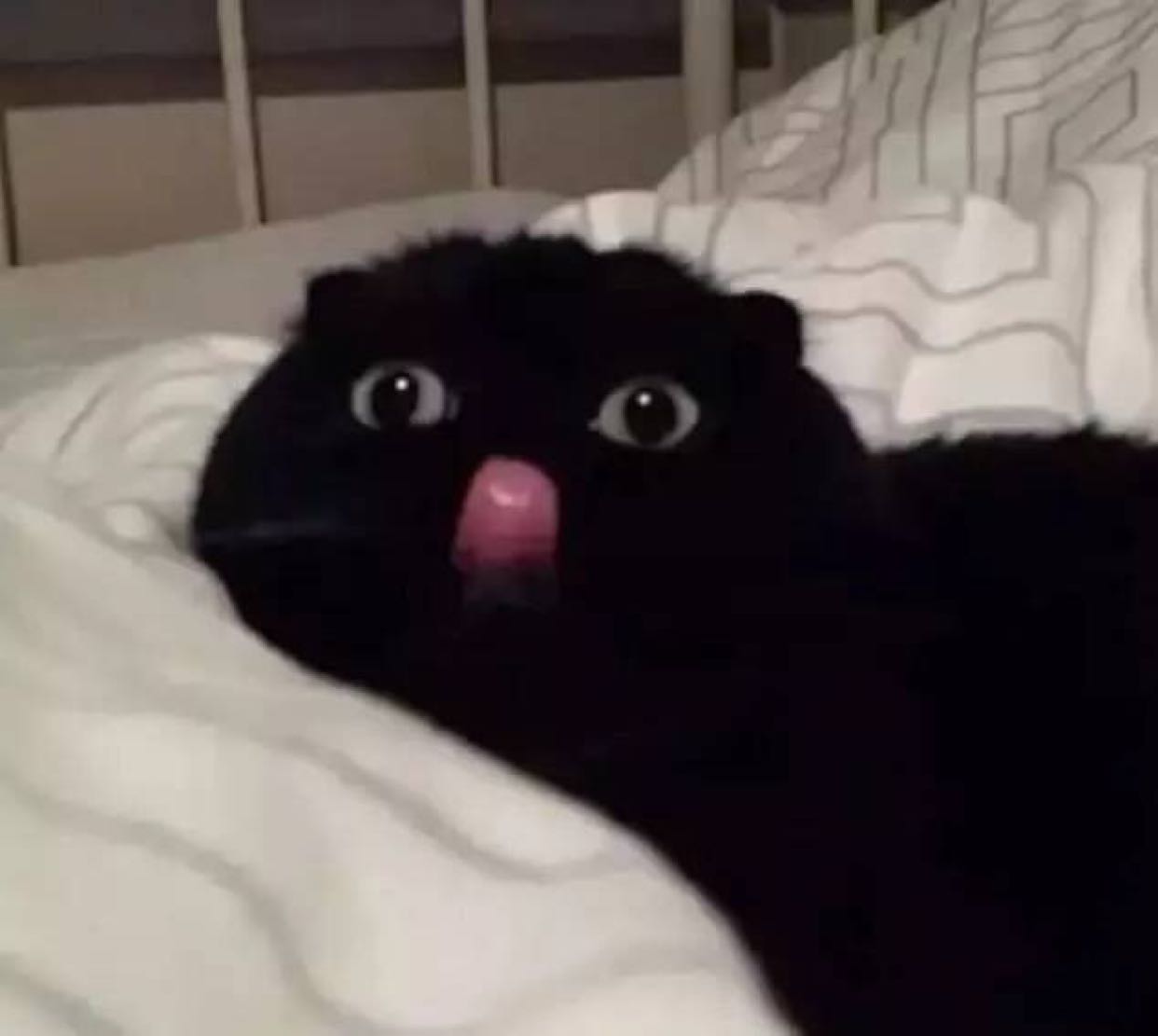 一只黑猫突然吐舌头