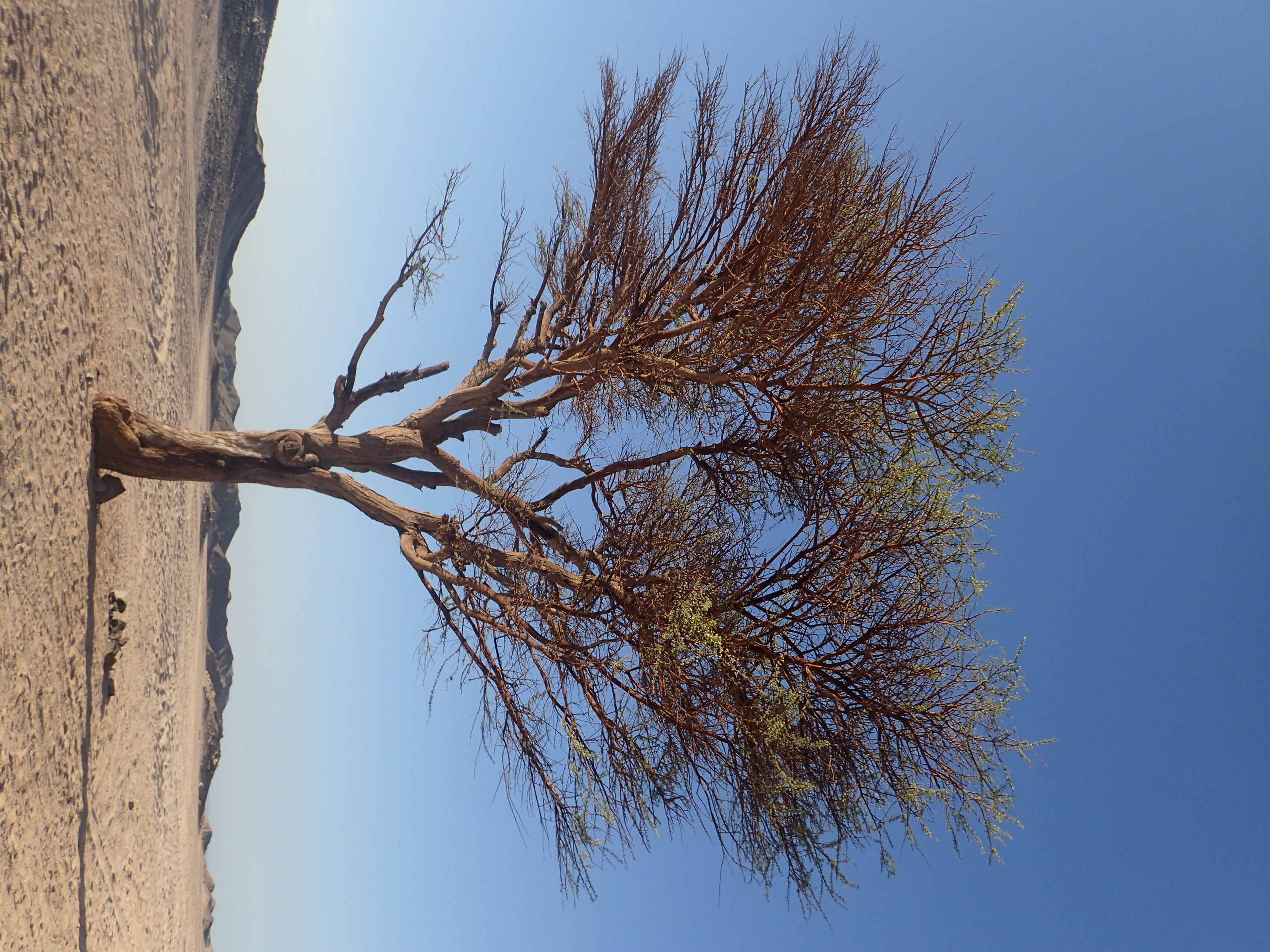 沙山附近一棵孤独的树