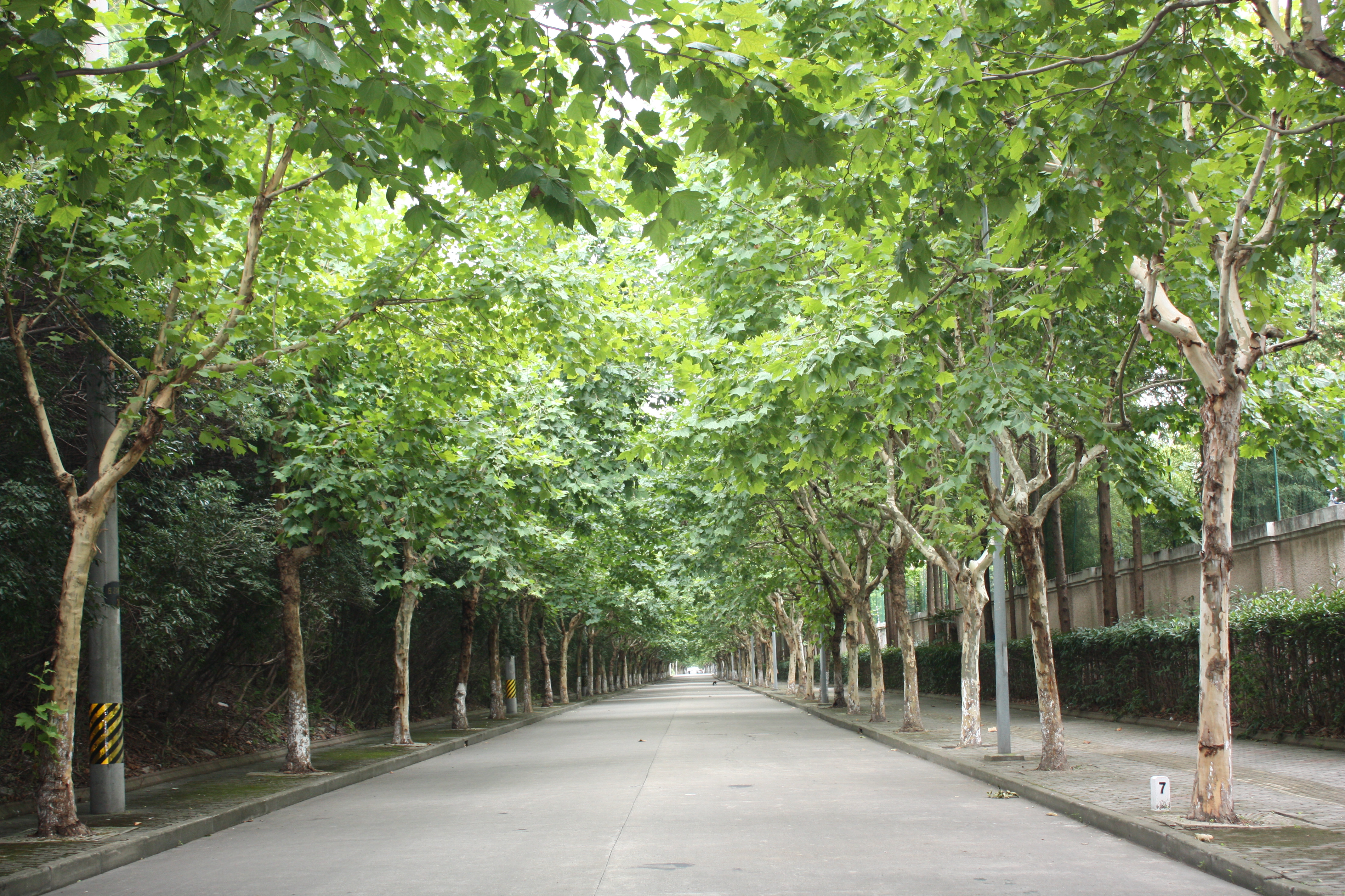 2017年林荫道评定.晒出你心中上海美丽的道路