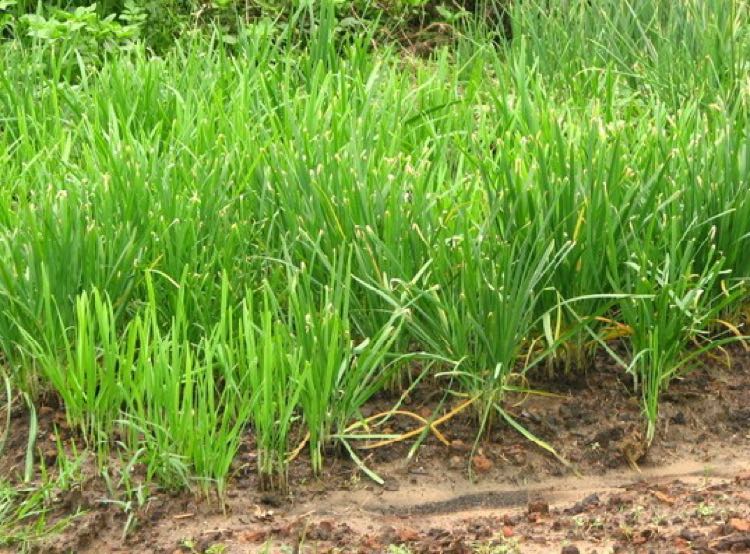 哎!满怀贪念的韭菜啊,在菜地里不断生长,在被割的宿命里不断轮回