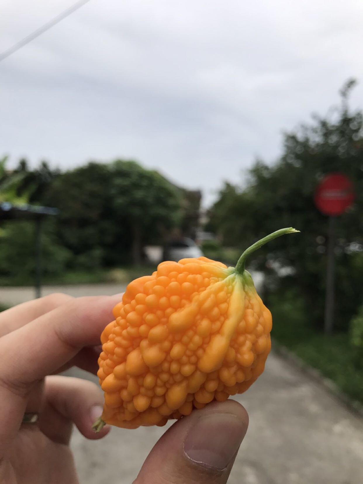 成熟的苦瓜才是好苦瓜