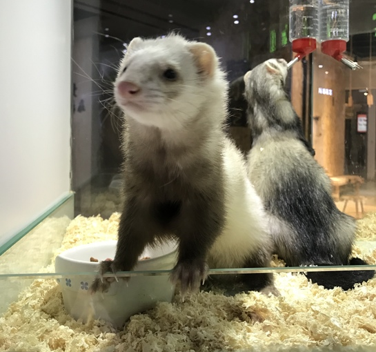 ls说的安德鲁貂好可爱的,嗲的嗲的.