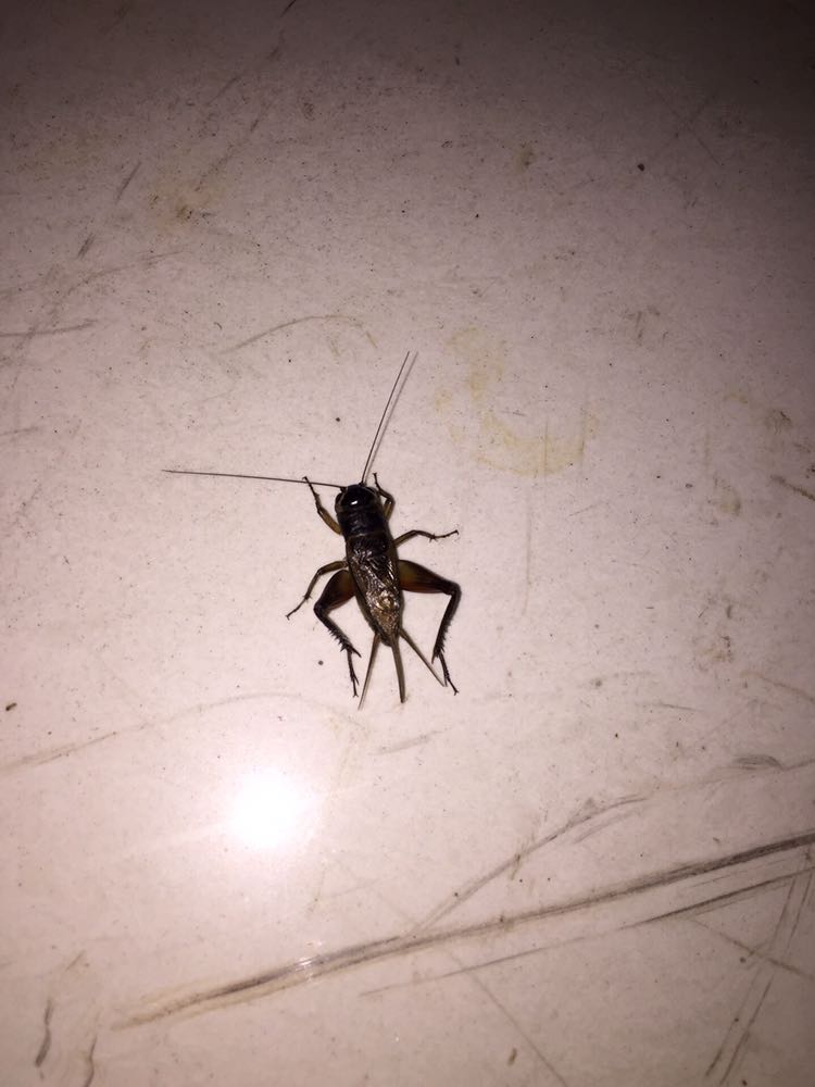 上海哪里的蟋蟀最厉害?