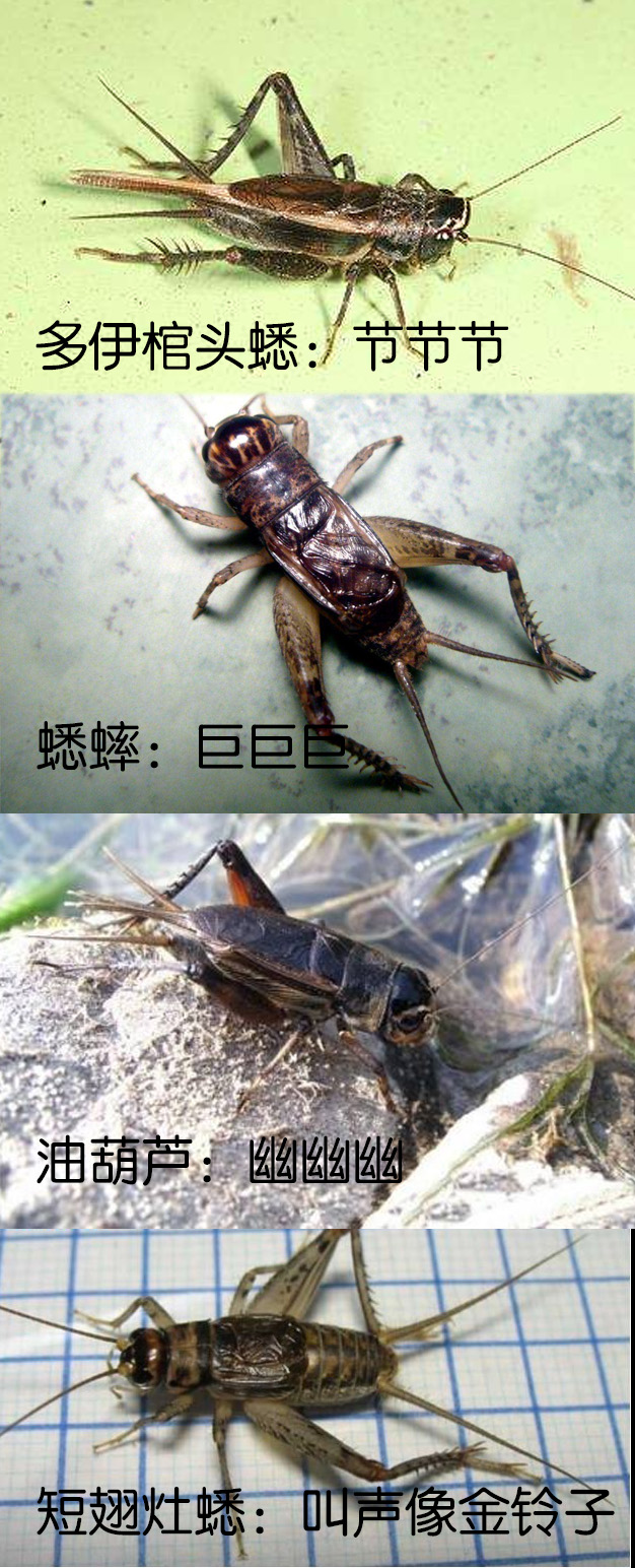 上海哪里的蟋蟀最厉害?