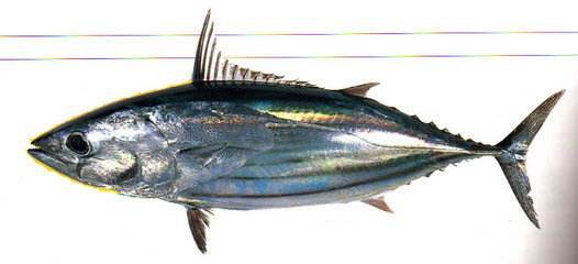 大的鱼叫什么名字.