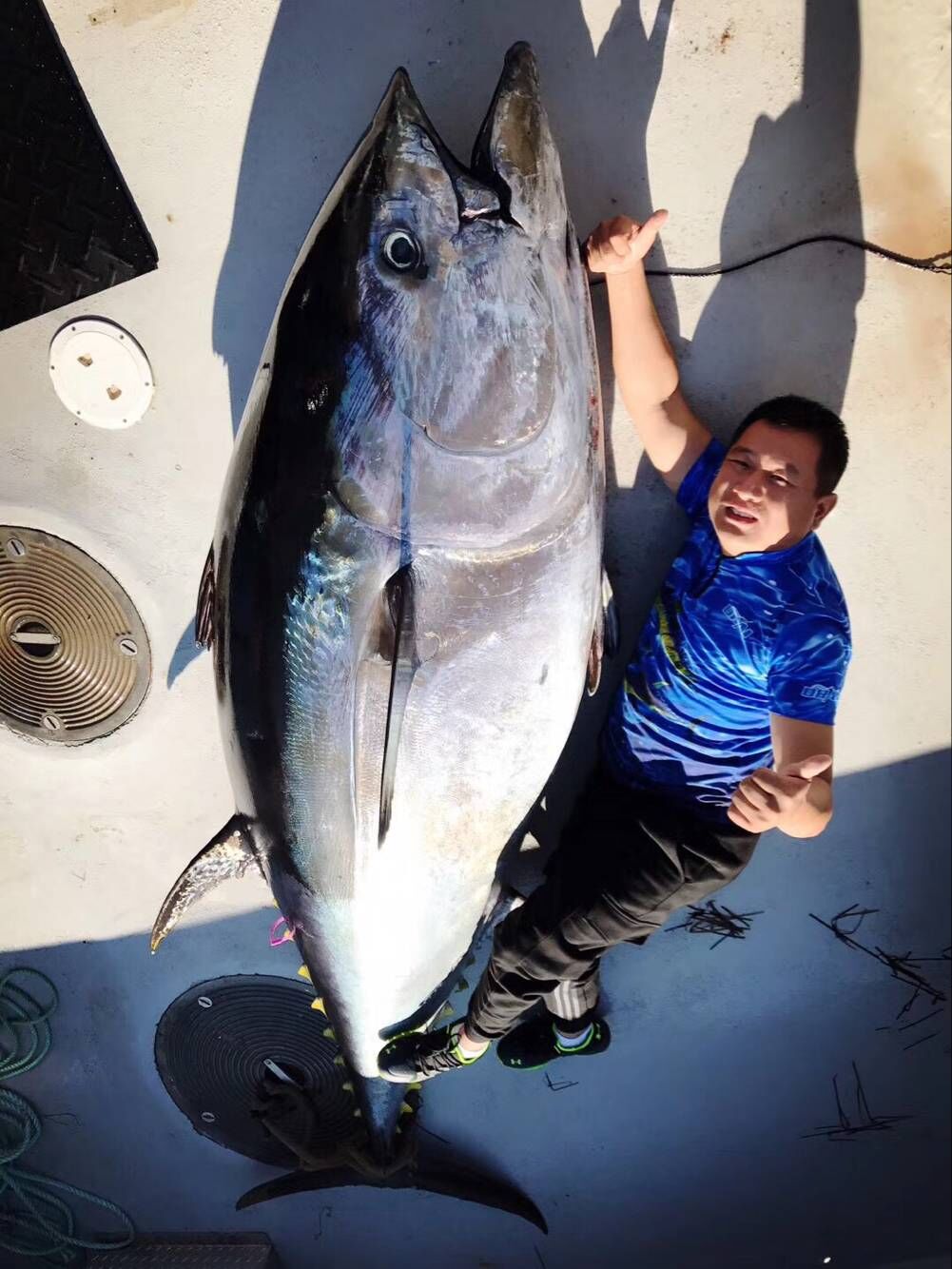 来发一下我朋友钓的那条蓝鳍金枪鱼