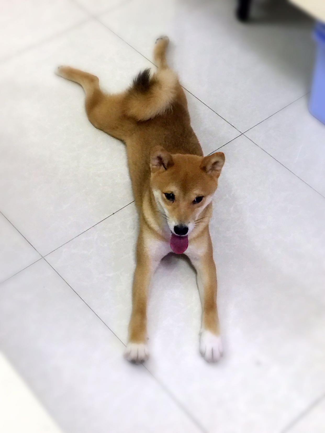 逗逼柴犬