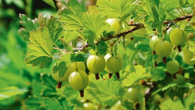 12.醋栗(gooseberries)