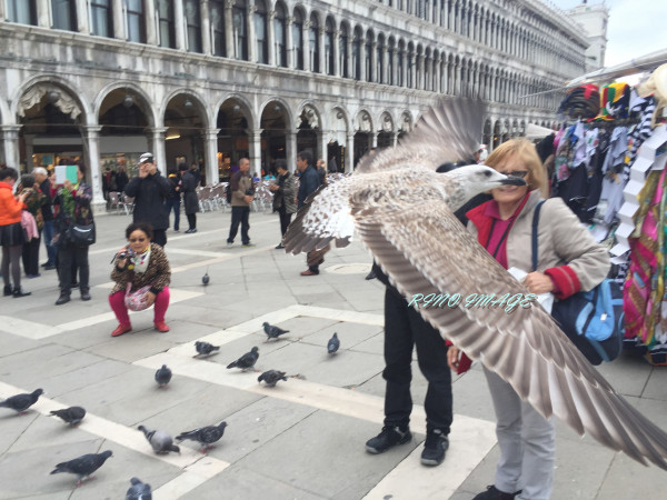 意大利 威尼斯 圣马可广场喂鸽子