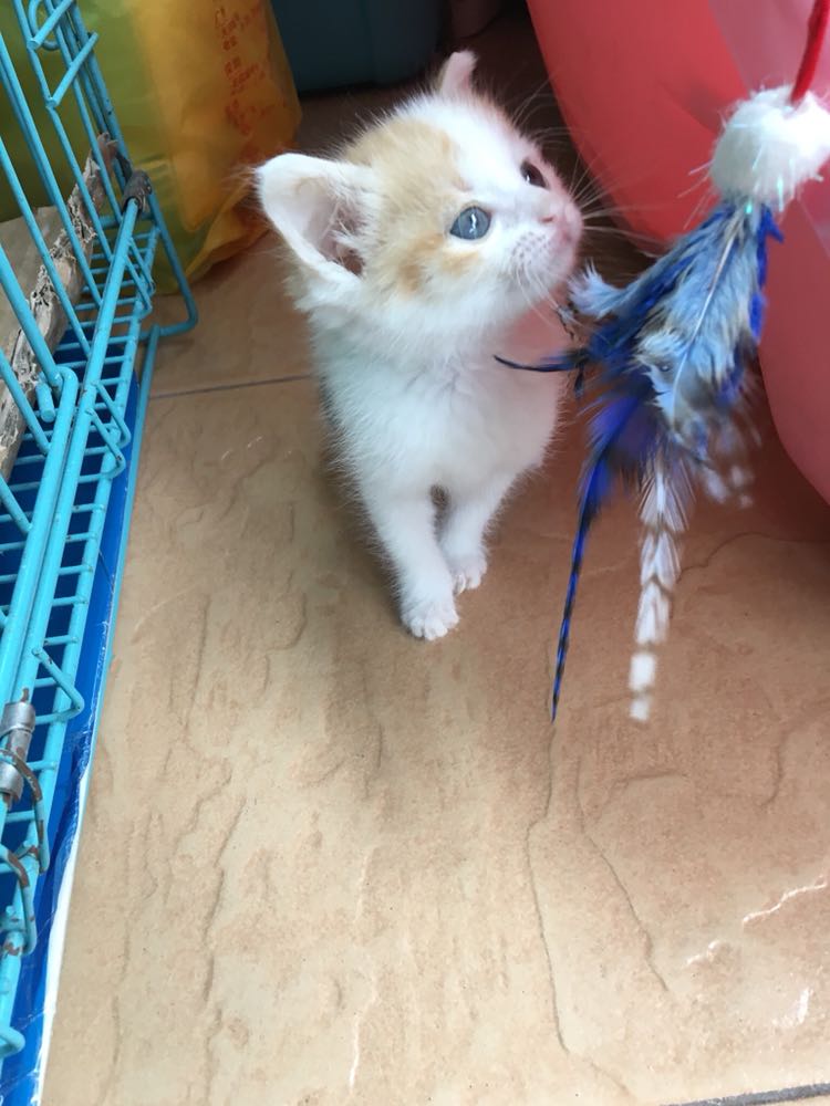 三花小奶猫_kds宽带山