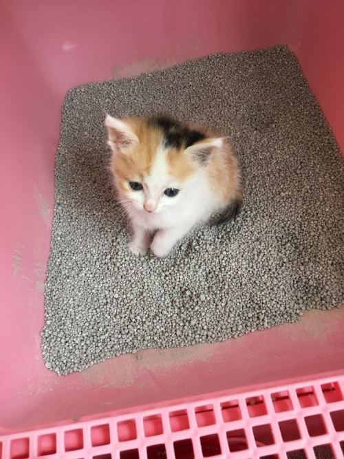 三花小奶猫_kds宽带山