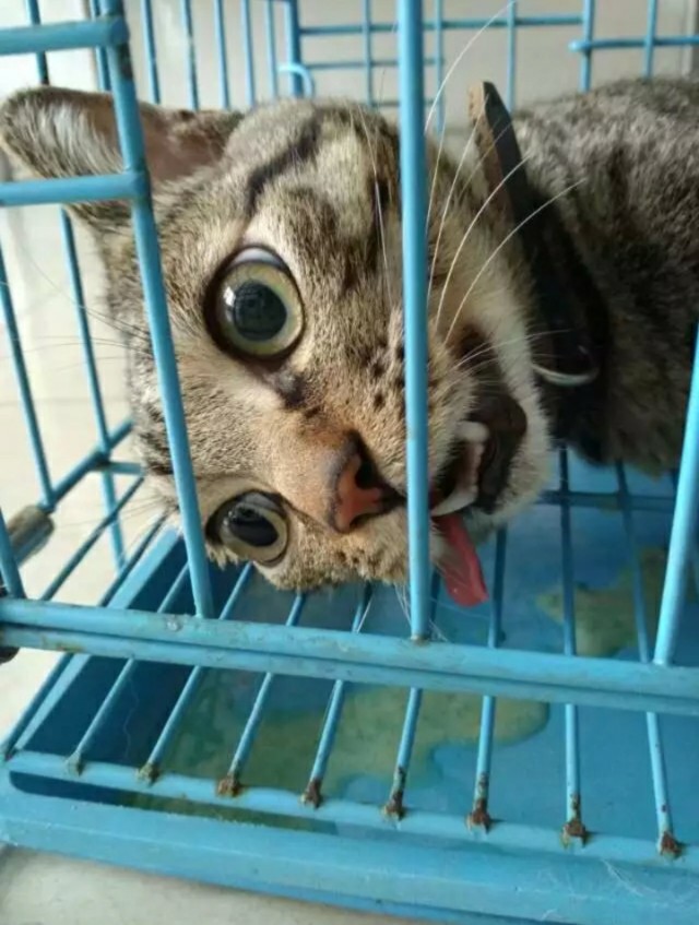 求猫被阉割生无可恋的图