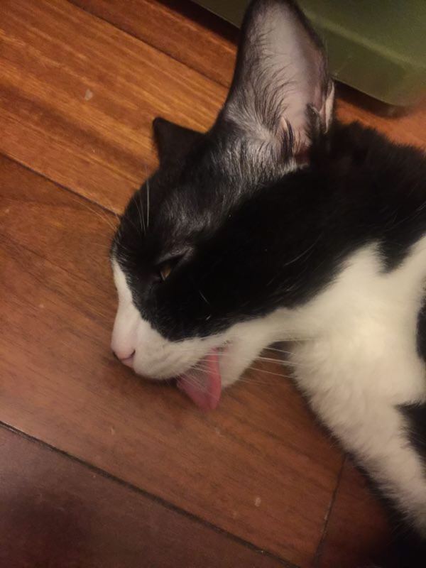 求猫被阉割生无可恋的图