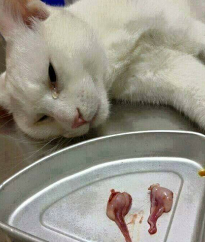 求猫被阉割生无可恋的图