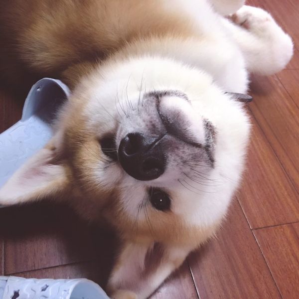 今天又咬坏我一双靴子.无力