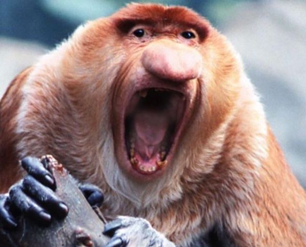 发怒了小泰还不是被草割?