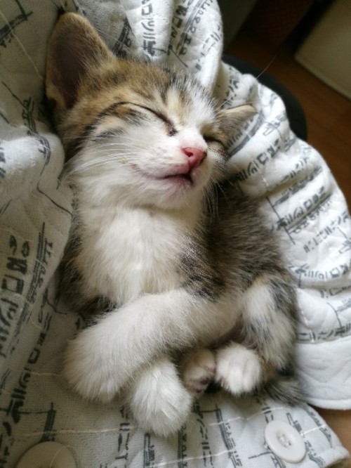 三花小奶猫_kds宽带山