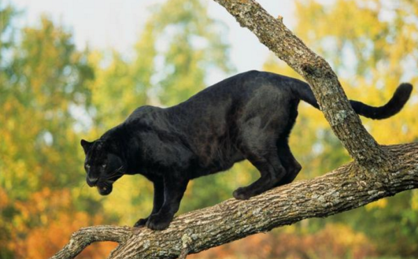 第五名:美洲豹 南美雨林最强大的生物,可以轻松捕杀凯门鳄,是综合技能