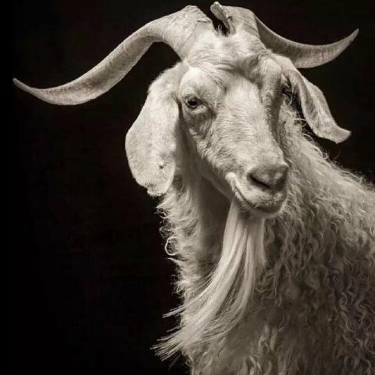 阿勒泰大尾羊,我这里也有.