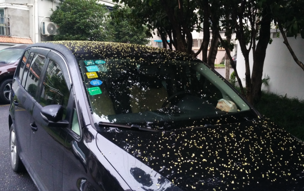 树下面能不停就不停 鸟屎 树脂 树叶 灰多一塌糊涂 尤其是松树下面