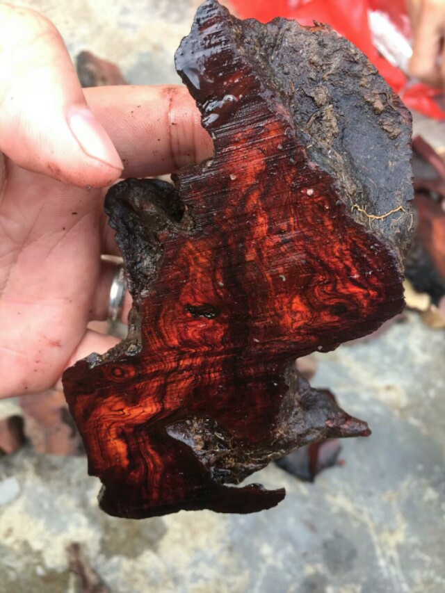 极品海黄瘤疤料