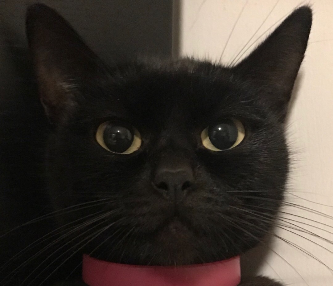 有没有发现黑猫眼睛都是黄的