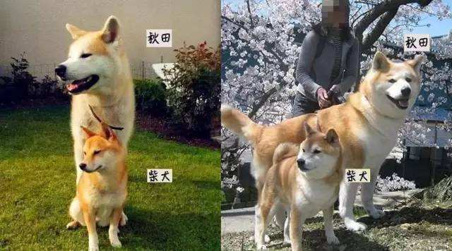 上海哪里买柴犬比较靠谱啊 好可爱