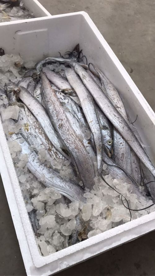 这种虽然难看了点 但是吕四带鱼绝对是没话说的