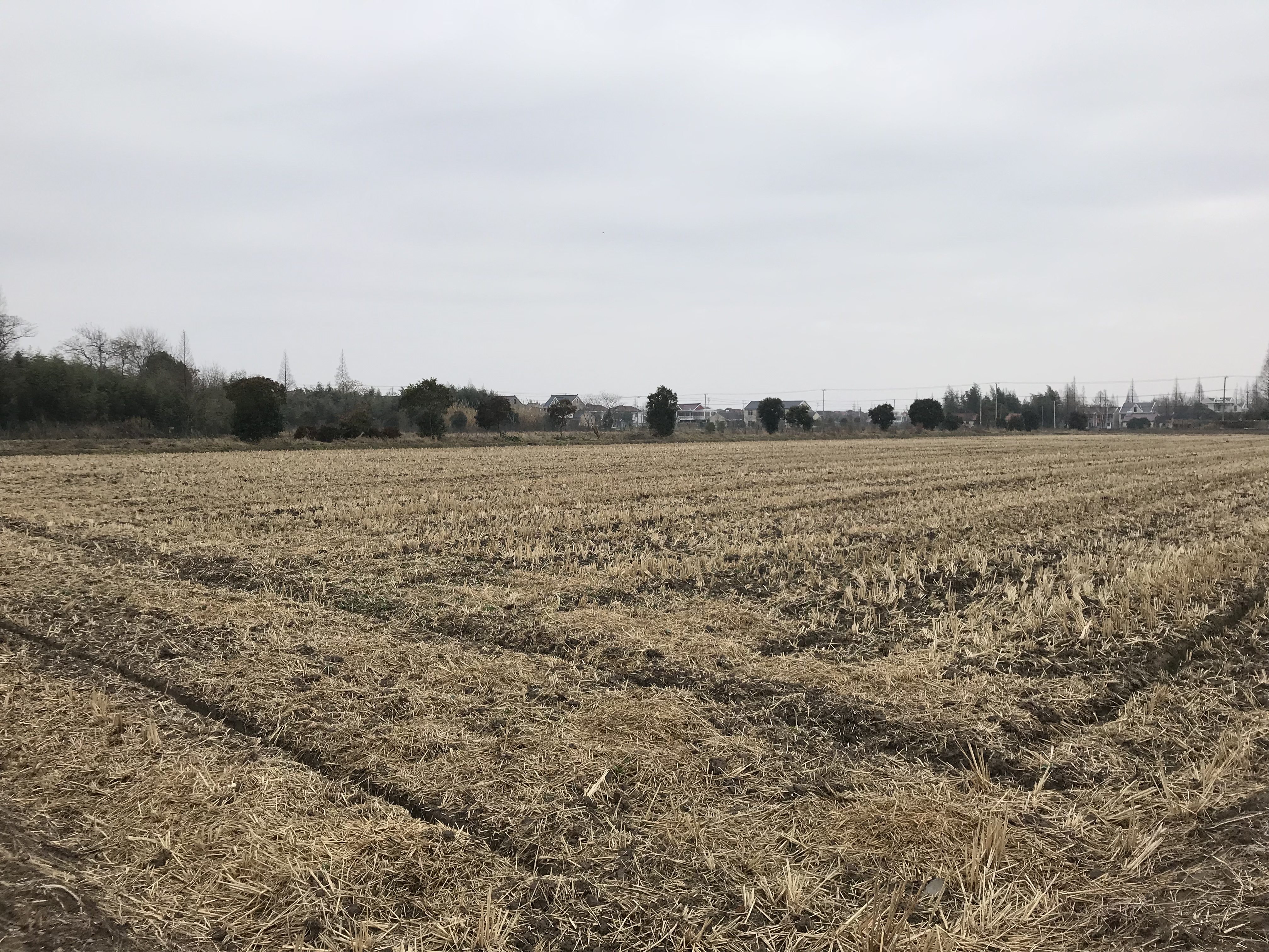 在崇明找了块一百亩的地,做家庭农场