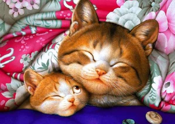 好像现在猫比狗吃香?-宽带山kds-宽带山社区-城市消费门户