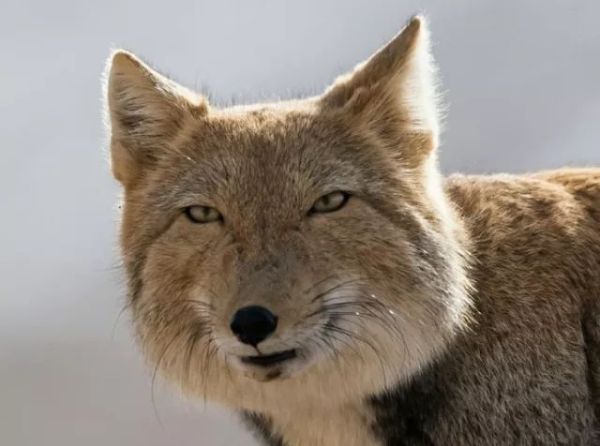 对射-宽带山kds-宽带山社区-城市消费门户