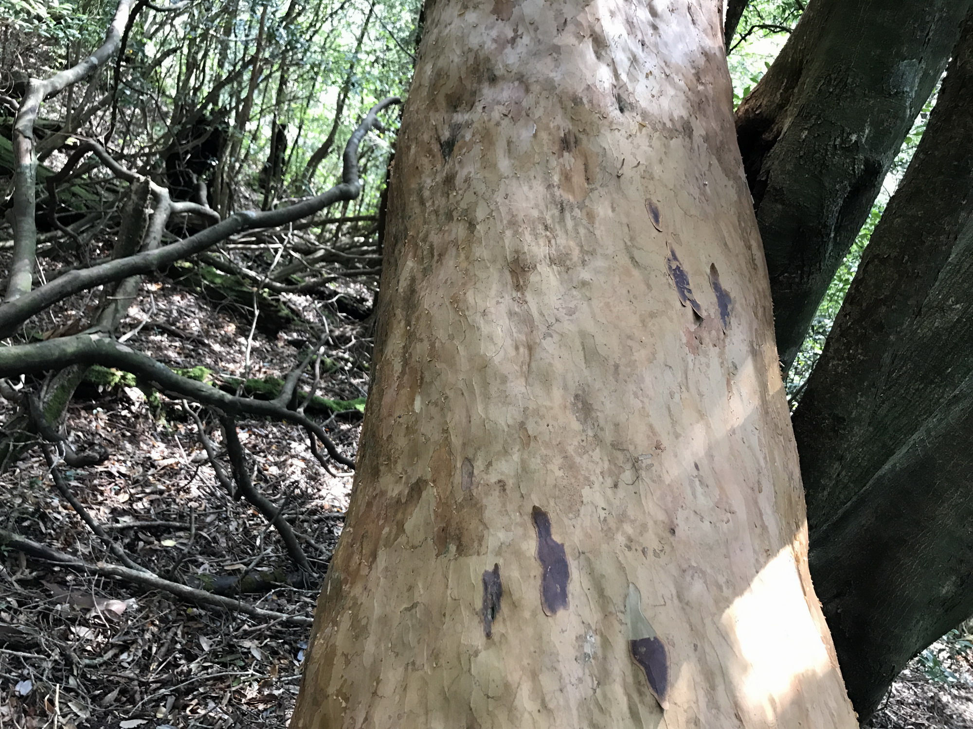 第九回日本世界遗产之旅