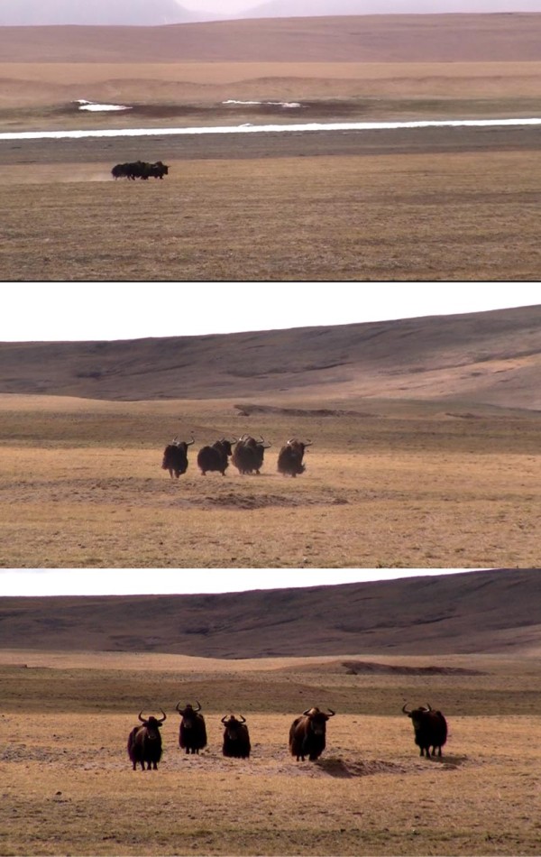 电影七十七天 讲述上海人杨柳松穿越羌塘无人区的故事