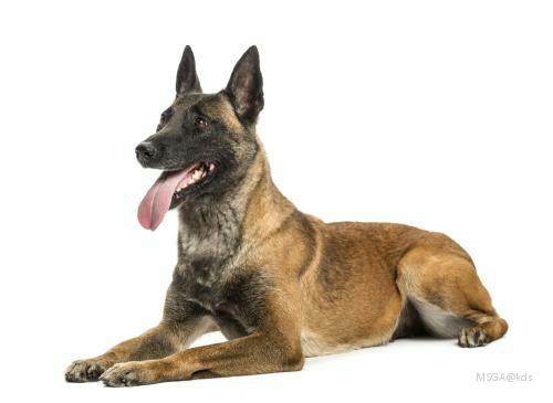 狼性er现在还没有专属绰号,我就叫它们狼狗