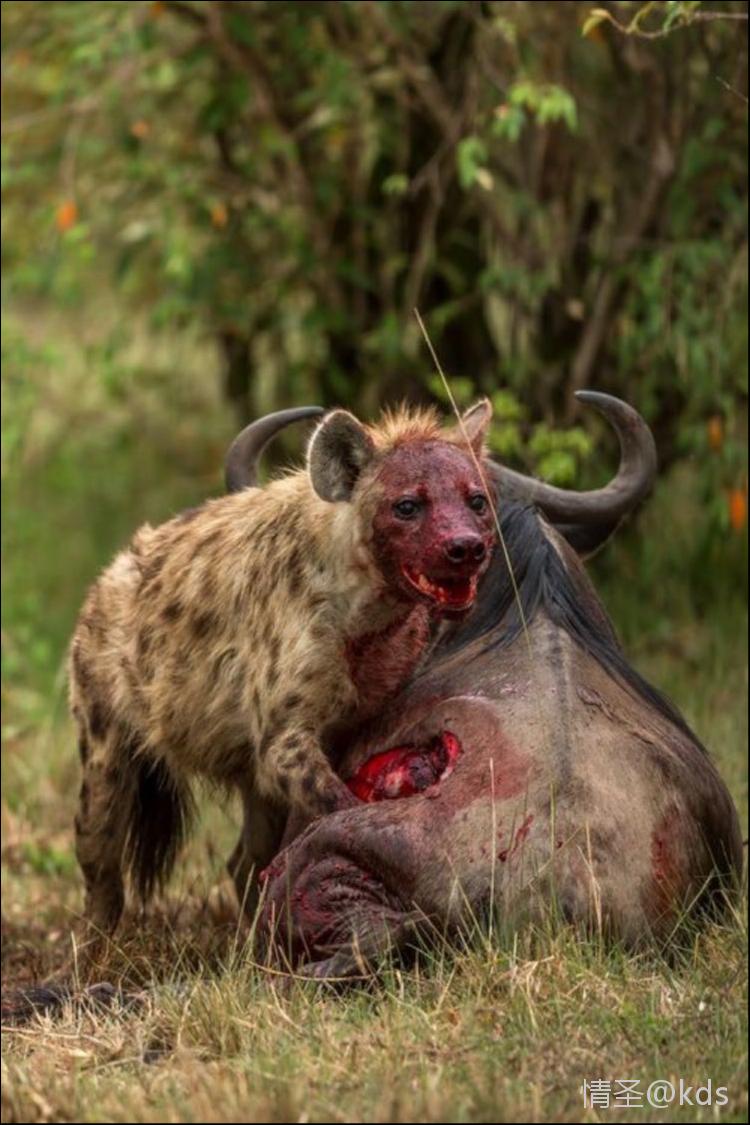 对付鬣狗,假如做一个假的金属蛋蛋,让它去咬