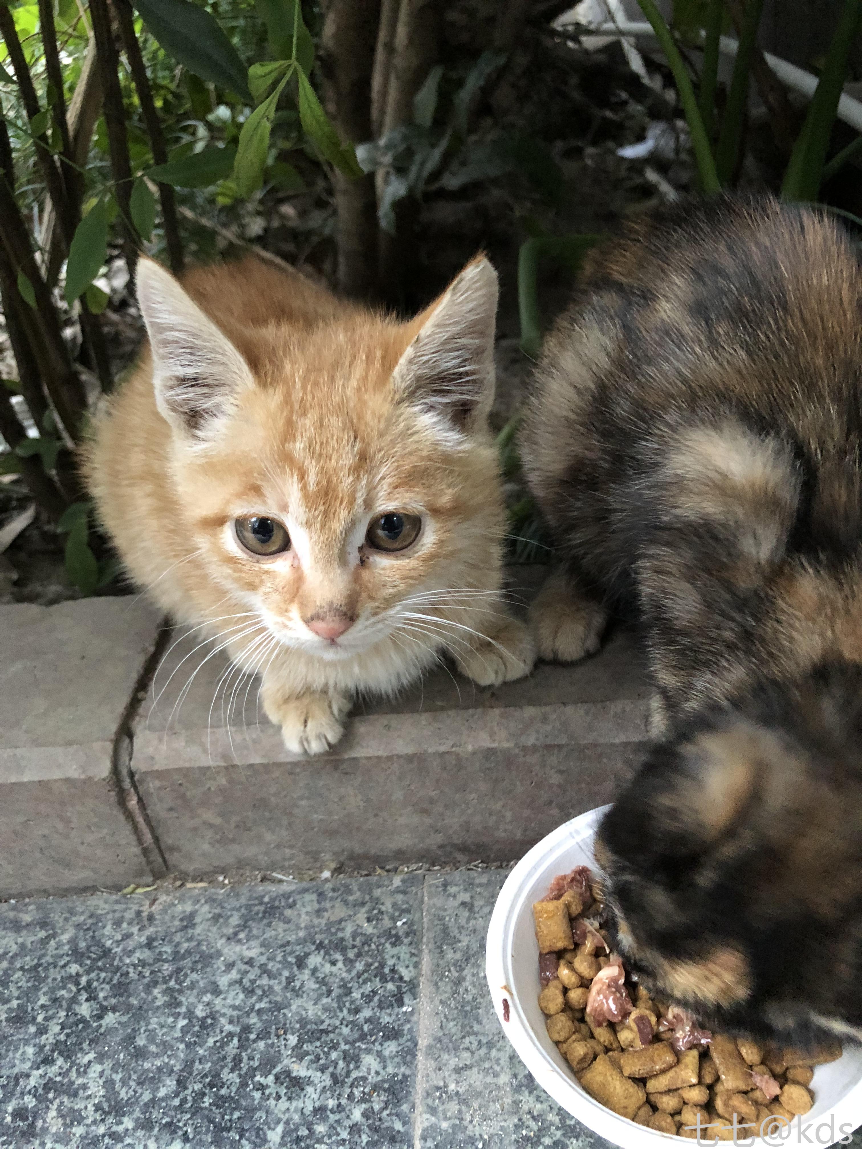 給年幼可憐小貓咪找個家,免費領養有圖有靚喵