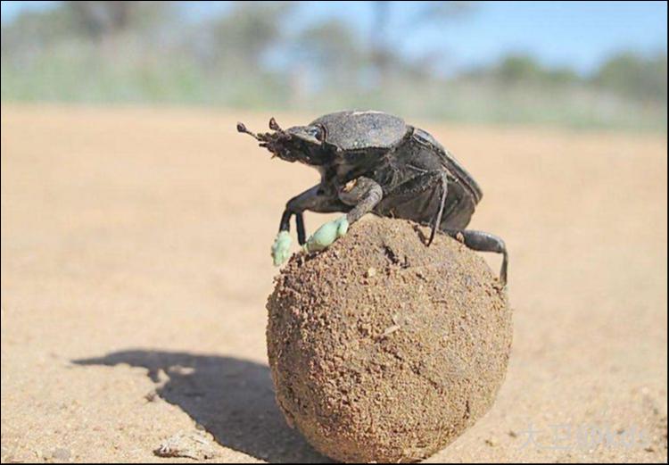 这是我们小时候玩的金乌虫吗