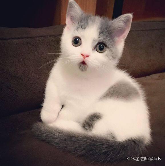 新的网红猫,惊奇猫