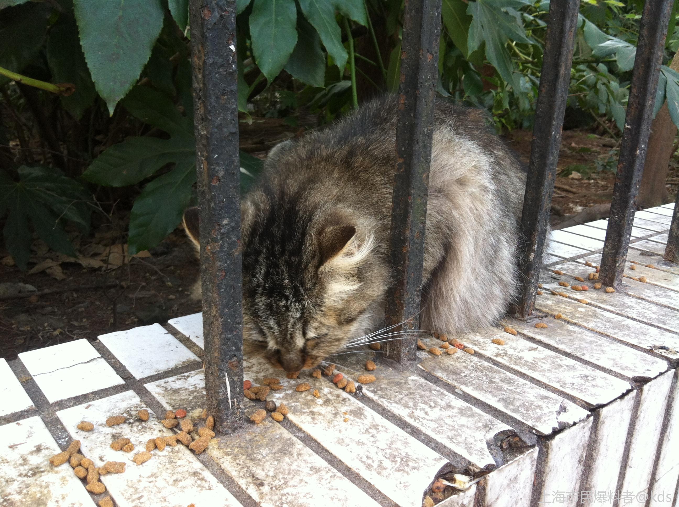 高颜值流浪猫 杨浦区惠民公园-宽带山kds-宽带山社区-城市消费门户