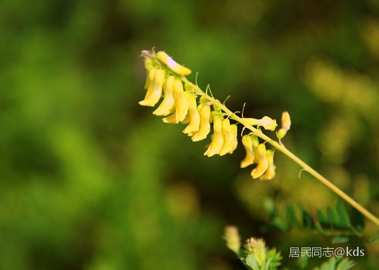 山上开满黄芪花
