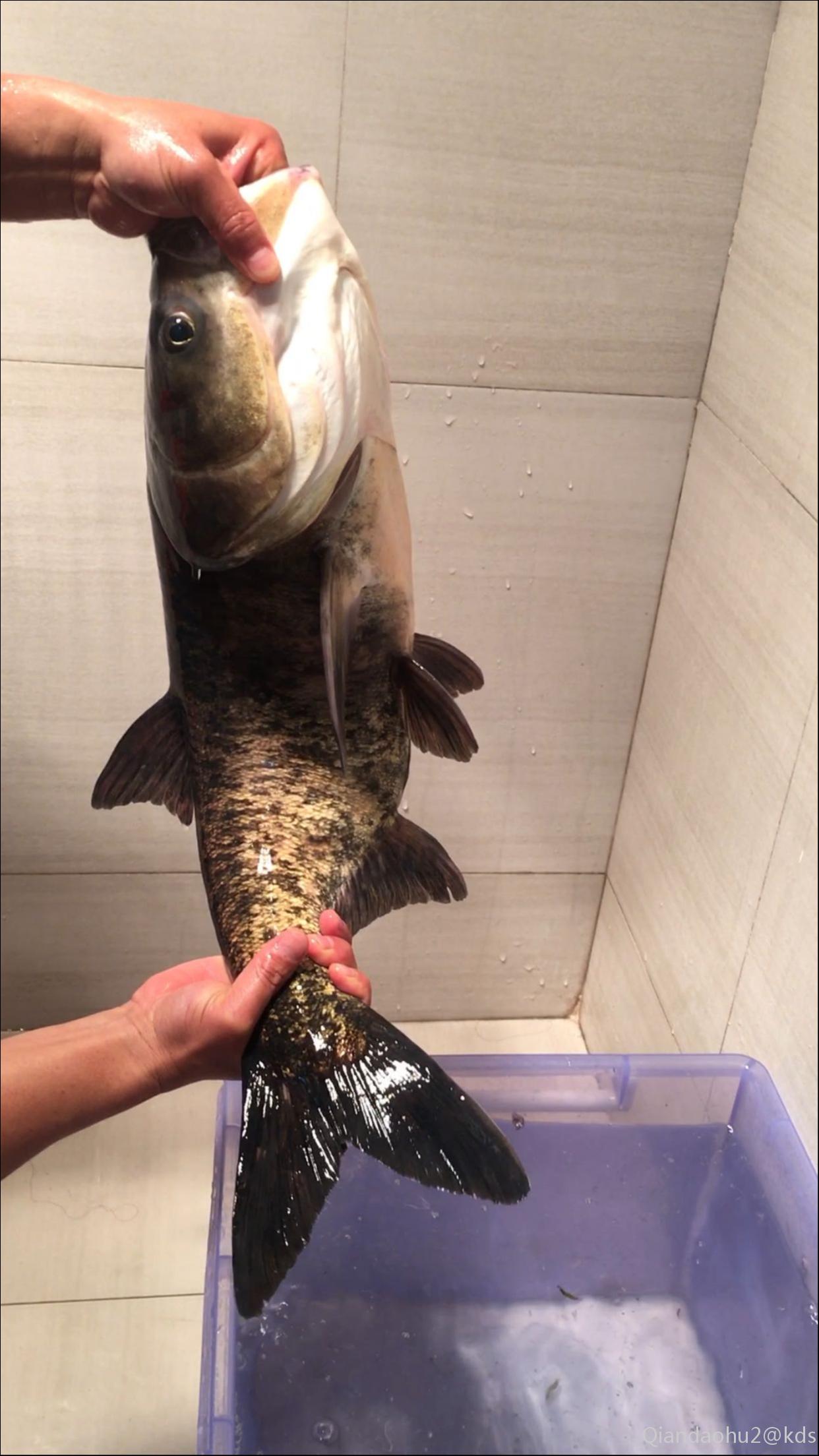 千岛湖野生包头鱼,收网啦