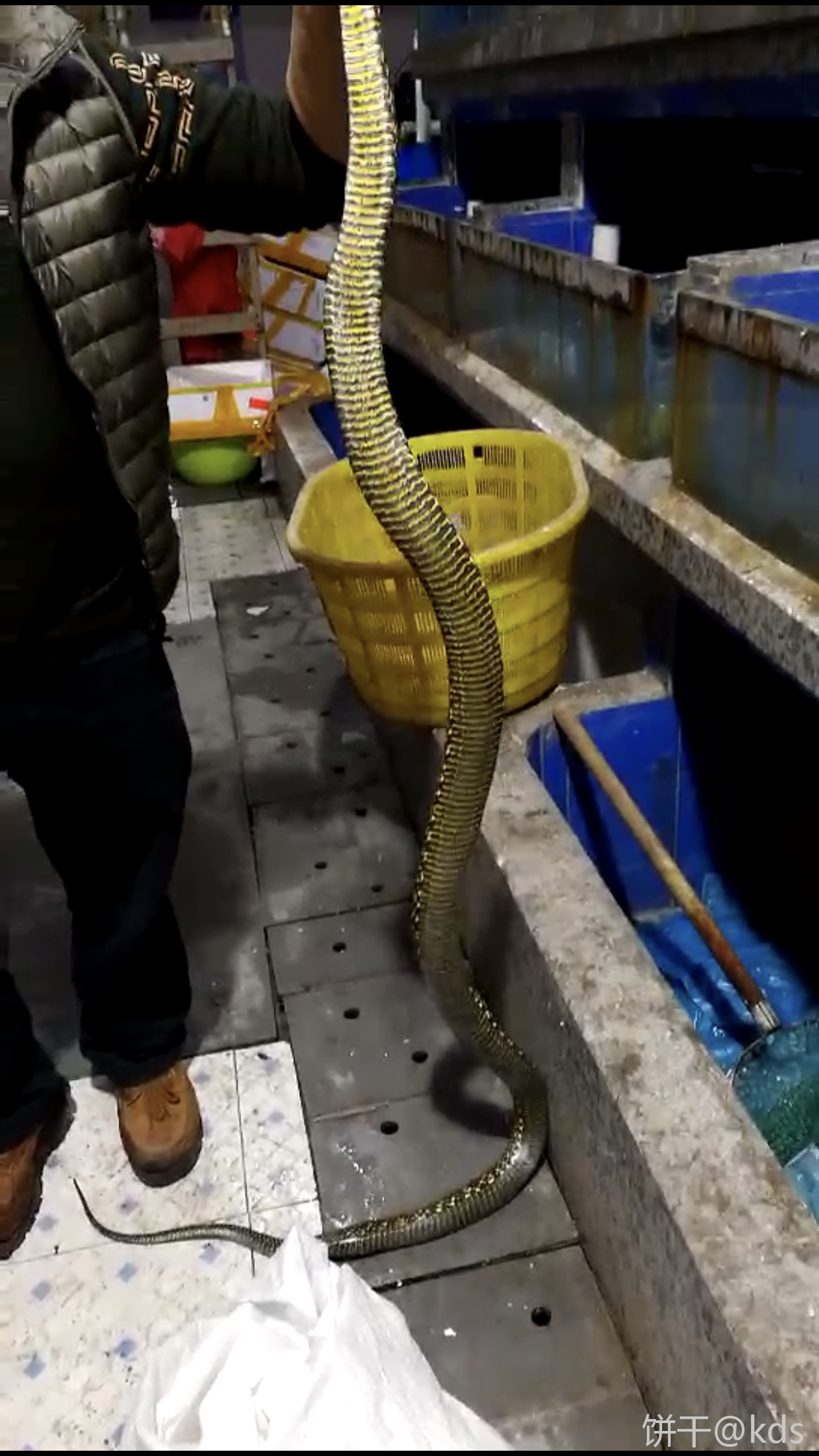 椒盐大王蛇多少钱一斤?